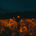 Tabs - Spokane, Washington - Benjamin Francis Leftwich